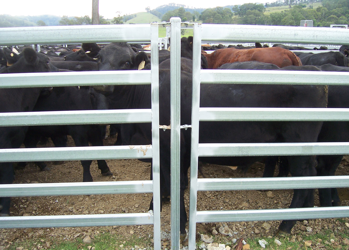 In Line Cattle Yard Posts